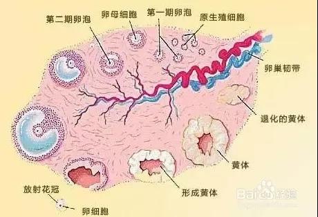 想要生孩子，你的卵巢还年轻吗？