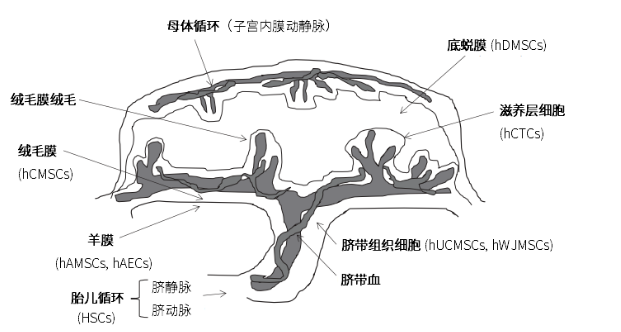 胎盘“吃掉”还是“留下”？这是个问题