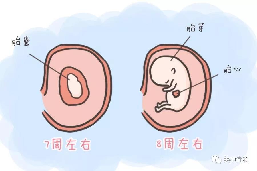 NT、四维...你想知道的孕期B超，都在这里啦〜