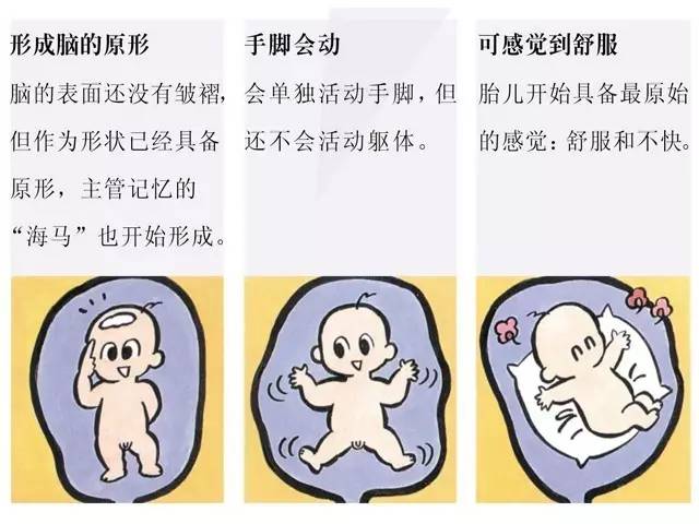 孕15周的宝宝